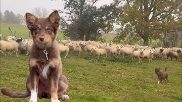 Copper sheepdog puppy meets sheep for the first time - first day of sheepdog school 