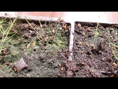 Wideo: Leczenie grzybów podczas kiełkowania - jak kontrolować wzrost grzybów w tackach na nasiona