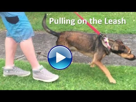 Doggy Dan Video 1 -  Pulling on the Leash