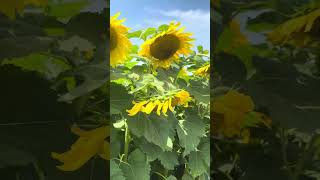 IMG 2245