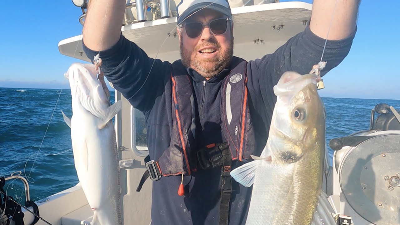 Sea Bass in Fast Tides