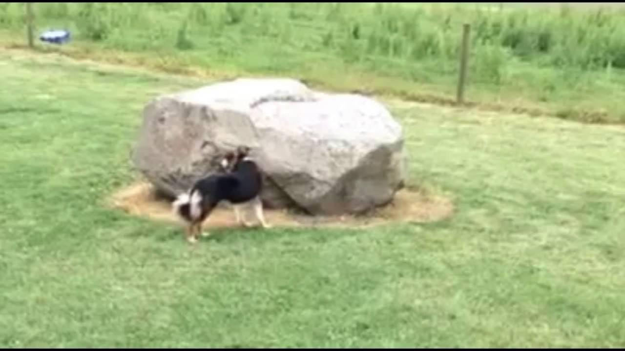 Watch De vliegende panters - Vrij als een eend on YouTube Watch De vliegende panters - Vrij als een eend on YouTube
