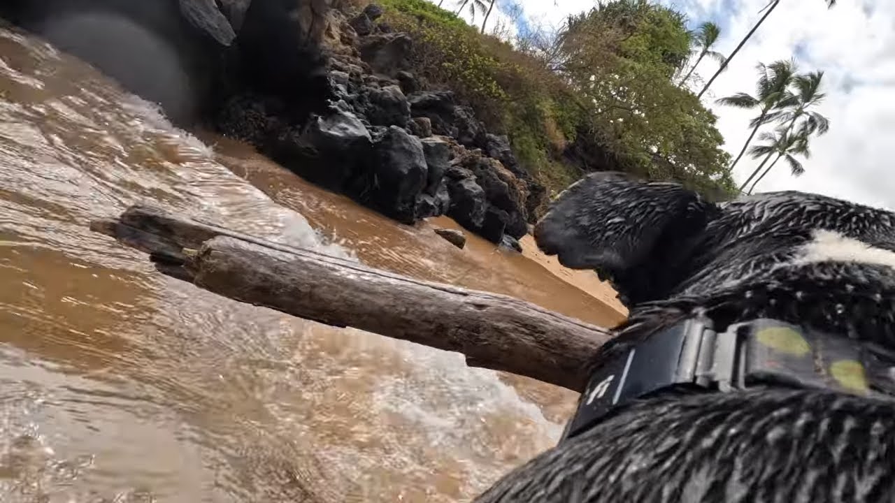 Doggy Cam Beach Time: 13yo Rescue Dog Wears GoPro to the Beach, Wailea Beach Walk, Maui, Hawaii 2025
