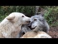 Anatomy of a wolf greeting in slow motion
