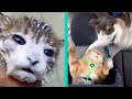 BEST CAT MEMES COMPILATION OF 2020 PART 19 (FUNNY CATS)