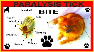 PARALYSIS TICK BITE DEADLY TICKS KILL DOGS DIY by Cooking For Dogs by CookingForDogs 2,409 views 7 years ago 7 minutes, 22 seconds