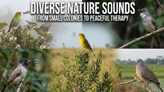 small birds, big voices: From Fast Chatter to Peaceful Cooing