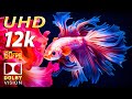 Betta fish super colors in 12kr aquarium  best dolby vision with relaxing music