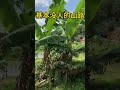 又发现深圳一宝地,南山区的乡下