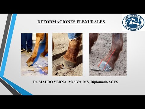 Video: Deformidad flexural carpiana en cachorros