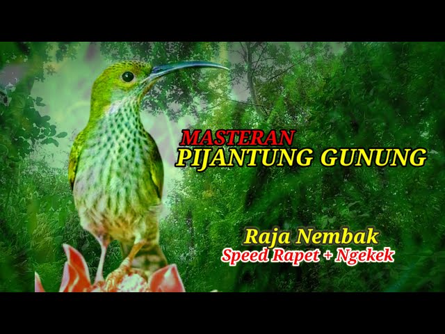 MASTERAN PIJANTUNG GUNUNG || UNTUK SEGALA JENIS BURUNG class=