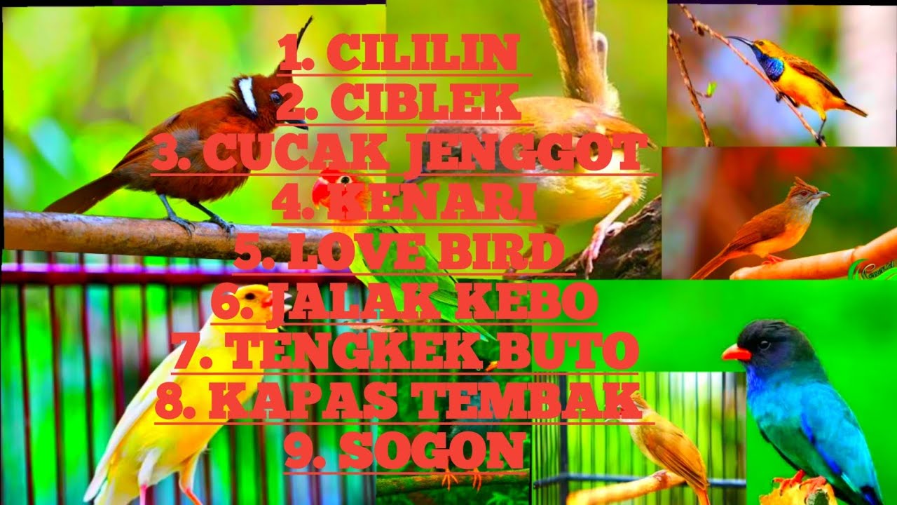 Masteran Murai Batu Kelas Gantang Josss .[ 9 Jenis Masteran Yang Sering Dinilai Dalam gantang]