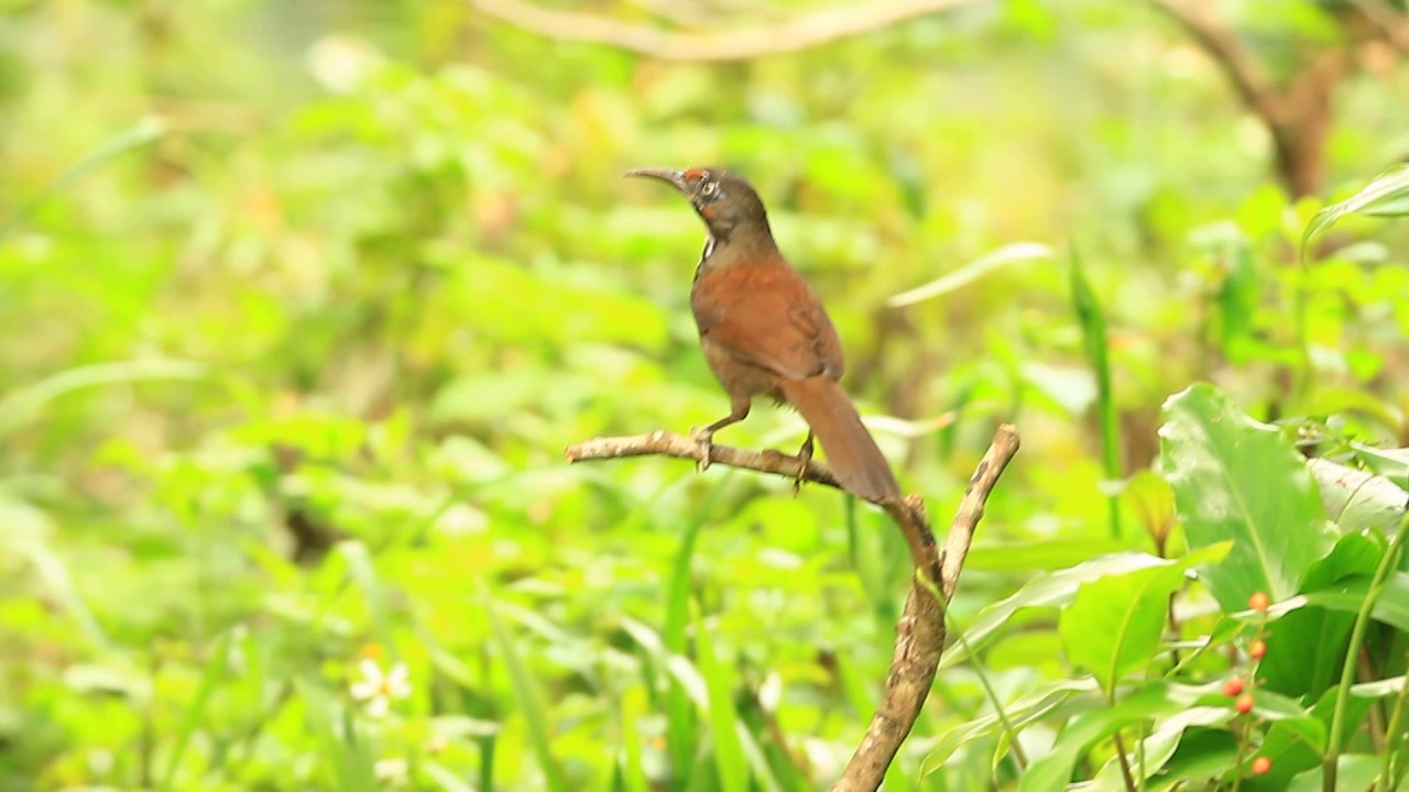 Black-necklaced scimitar babbler, 大彎嘴(台灣斑胸鉤嘴鶥) 