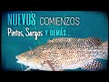 Pesca submarina en GALICIA🌊VAMOS con otras ESPECIES!🐟Pesca Submarina en el ATLÁNTICO