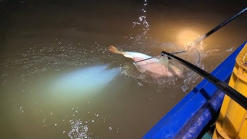 Thả Cáp Con Nước Kém Trên Sông Tiền Trê Chép Lên Đủ | Kích Cá Miền Tây | Catch Fish