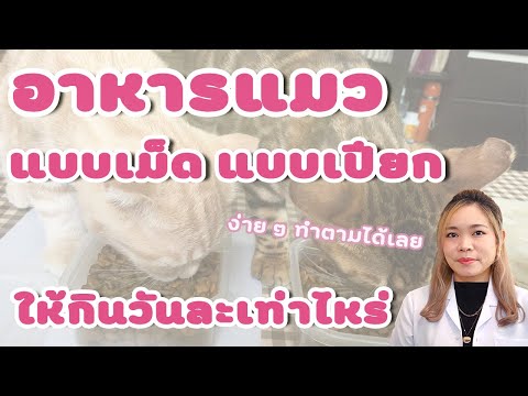 อาหารแมวแบบเม็ด แบบเปียกแต่ละวันให้เท่าไหร่ แบบง่ายๆ ทำตามได้เลย