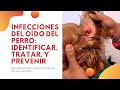 👂 INFECCIONES DEL OÍDO DEL PERRO - IDENTIFICAR, TRATAR, Y PREVENIR