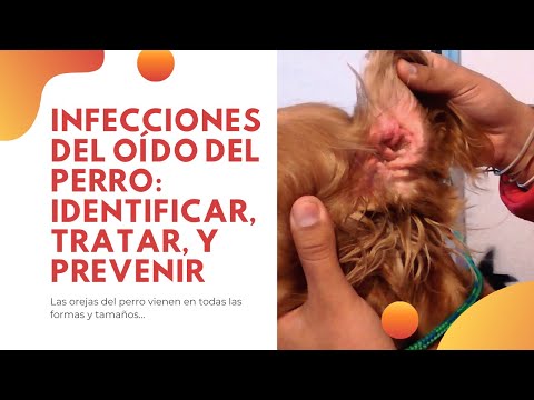 Video: Infecciones Del Oído Del Perro: Causas, Tratamiento Y Prevención