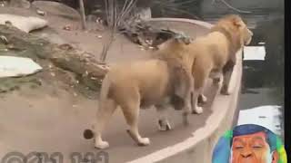 Lion troll