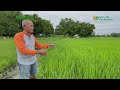 Ang FARMER DAPAT NEGOSYANTE rin / PALAY na NAGBUBUNTIS, Pano ALAGAAN?