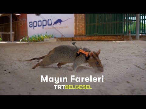 Mayın Fareleri