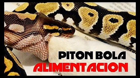 ¿Cuál es la comida favorita de las pitones bola?