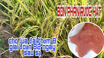 BÓN PHÂN RƯỚC HẠT cho lúa đài thơm 8 giai đoạn 82 ngày sau sạ| lê chung vlog