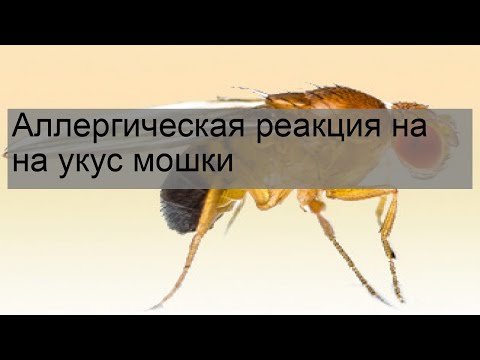 Аллергическая Реакция На На Укус Мошки