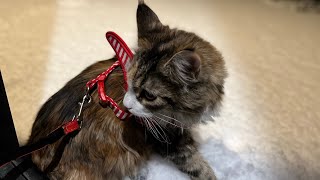 Maine coon cats walking in snow @jsglobalinvestmentinc