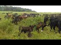 How to get results with high density  mob grazing