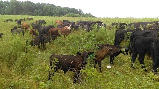 How To Get Results With High Density / Mob Grazing