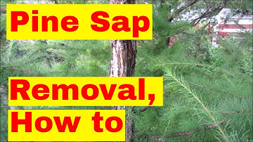 Pine Sap Removal, how to