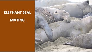 Mating season of elephant seals in January, 2022