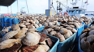 Modern Scallop Fishing Vessel  Hundreds Tons of Scallop Processing in Modern Factory