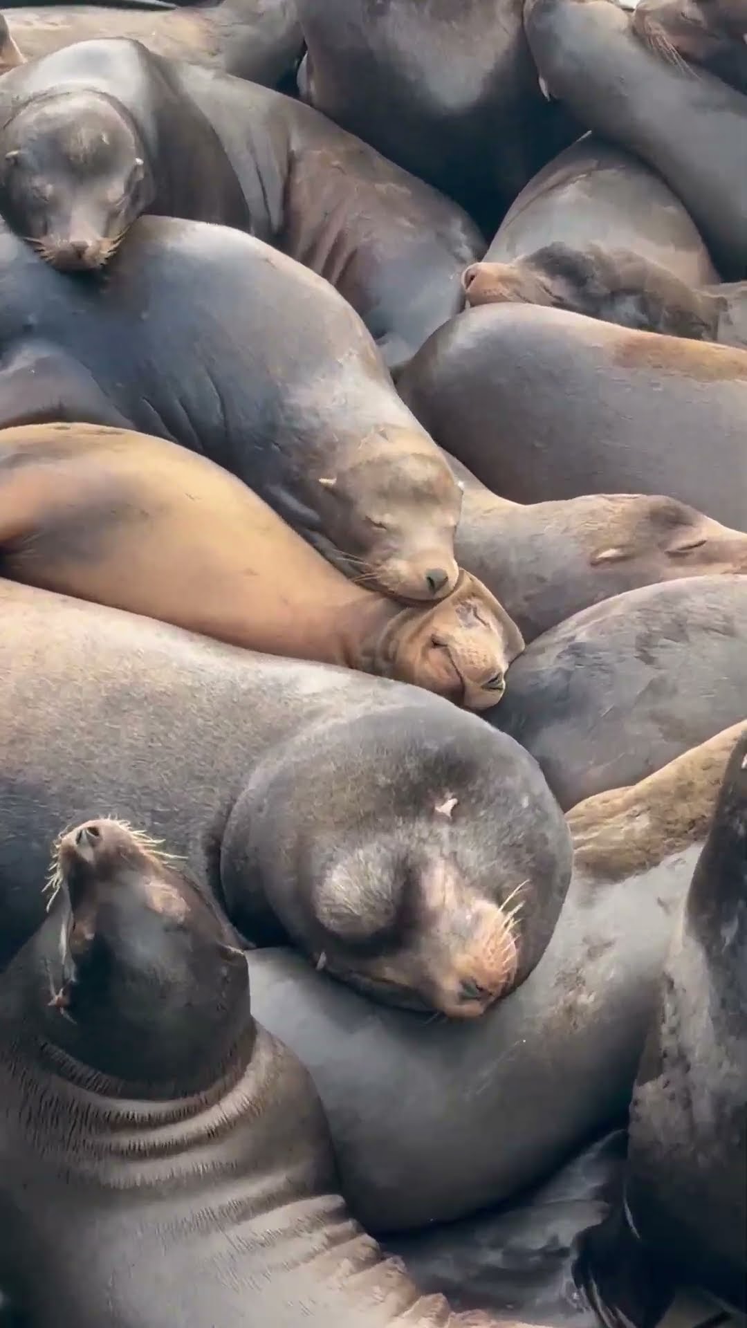 Sea Lion Snuggle || ViralHog