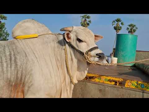 కాలు దువ్వుతున్న బాలయ్య || RK BULLS  ||