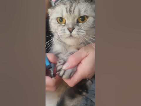 #cat #foryou #мия - YouTube