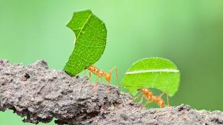 Leafeater Ants: The Secret Lives of These Incredible Insects
