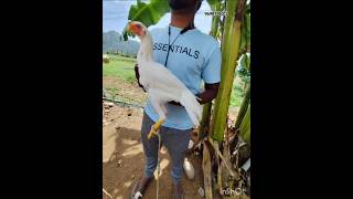 kilimooku female for sale #parrotbeakaseel #parrotnoises #hen#birds #kilimookkurooster #aseelmurga