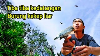 Tak terduga ! Melatih burung kedatangan kekep babi liar