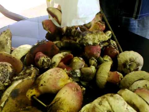 ელგუჯა მარღია(ELGUJA MARGHIA)