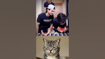 give this video a title (wrong answers only) #cat #meme #dance #trending #tiktok...