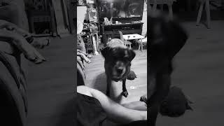 English mastiff wants her ball  bad #dogbreed #puppy #englishmastiff #mastiff #dog #cute