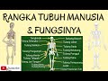 Organ gerak manusia  rangka tubuh manusia  tulang dan fungsinya