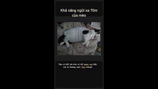 Mèo ngửi thấy gì từ 70m? 🙀👃✨ #Shorts