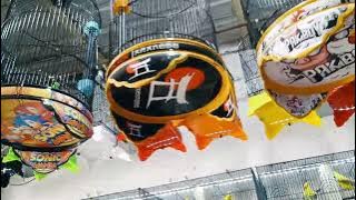 As the afternoon progresses, the enthusiasm of chirping enthusiasts grows even stronger!!! IRVAN ...