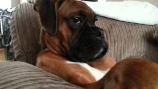 Ralph the boxer dog