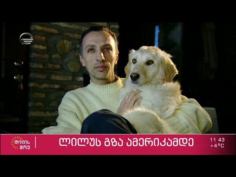 ჟინვალში მაღაზიასთან ნანახი ძაღლი და 9 თვის ლილუს „ჟინვალი-სიღნაღი-ნიუ-იორკი“-ს რეისი