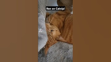 Ren on Catnip #fypシ #shorts #foryou #cats #catsoftiktok #orangecat #cutecat #catnip #pets #cutecat