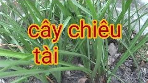 cây ngài cầu tài - cây ngải gọi khách - cây phongthủy